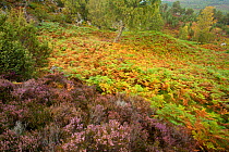 Bracken (Pteridium aquilinum) and flowering heather (Calluna vulgaris) in woodland, Rothiemurchus, Cairngorms NP, Scotland, UK, September 2011
