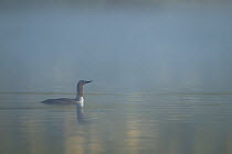 Red-throated diver (Gavia stellata) on misty loch at dawn, Strathspey, Cairngorms NP, Scotland, UK, May 2011