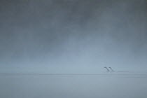 Red-throated diver (Gavia stellata) pair displaying on misty loch at dawn, Strathspey, Cairngorms NP, Scotland, UK, May 2011