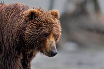 Kodiak bear (Ursus arctos mindendorfi) portrait, in rain, Kodiak Island, Alaska, USA, July