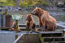 Three Kodiak bears (Ursus arctos mindendorfi) female and two young sitting on pier, Kodiak Island, Alaska, USA, July