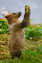 Juvenile Kodiak bear (Ursus arctos mindendorfi) playing with plant, Kodiak Island, Alaska, USA, July