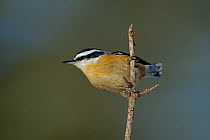 Red breasted nuthatch (Sitta canadensis) on twig, Quebec, Canada, March