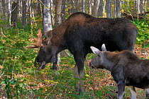 Male Moose (Alces alces) grazing with juvenile nearby, Jacques Cartier National Park, Quebec, Canada, October