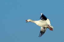 Snow goose (Chen caerulescens) in flight, calling, Quebec, Canada, October