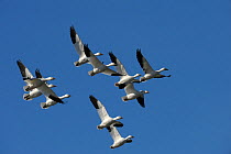 Flock of Snow geese (Chen caerulescens) in flight, migrating south, Bic National Park, Quebec, Canada, October