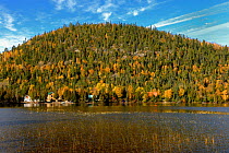 Autumnal forest rising above water, Gaspesie, Gaspe Peninsula, Quebec, Canada, October 2011