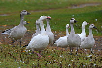 Group of Snow geese (Chen caerulescens) adults and juveniles, Vitoriaville, Quebec, Canada, October