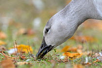 Juvenile Snow goose (Chen caerulescens) feeding, Quebec, Canada, October
