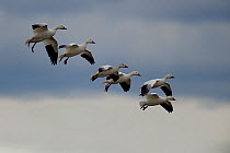 Six Snow geese (Chen caerulescens) flying during southward migration, Quebec, Canada, October