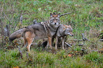 Coyote (Canis latrans) pair, Omega Park, Canada, Captive, October
