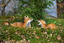 Two Red foxes (Vulpes vulpes) lying on ground, one looking up, the other snarling in submissive posture, Montreal, Quebec, Canada, October
