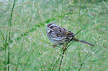 White throated sparrow (Zonotrichia albicollis) perched on grass, Quebec, Canada, October
