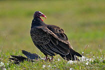 Turkey vulture (Cathartes aura) standing over dead Canada goose (Anser canadensis) Quebec, Canada, October