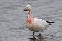 Snow goose (Chen caerulescens) wounded by a hunter, Victoriaville, Quebec, Canada, October