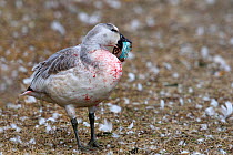 Injured Snow goose (Chen caerulescens) with part of a drinks can stuck on its beak, Quebec, Canada, October