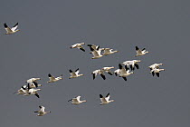 Snow goose (Chen caerulescens) flock migrating south, Quebec, Canada, October