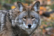 Grey wolf (Canis lupus) portrait, Omega Park, Canada, Captive, October