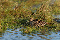Common snipe (Gallinago gallinago) at waters edge, Vendeen Marsh, Vendee, France, December