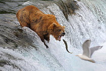 Grizzly bear (Ursus arctos horribilis) with mouth open to catch Salmon, on Brooks falls, Brooks river, Katmai National Park, Alaska, USA, July