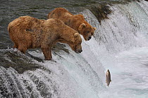 Two Grizzly bears (Ursus arctos horribilis) waiting for Salmon, Brooks falls, Brooks river, Katmai National Park, Alaska, USA, July