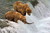 Two Grizzly bears (Ursus arctos horribilis) at top of waterfall hunting, one catching Salmon, Brooks river, Katmai National Park, Alaska, USA, July
