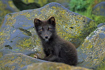 Artic fox (Vulpes lagopus) sitting on rock, Pribilof Island, Alaska, USA, July