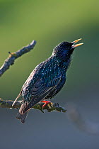 Starling (Sturnus vulgaris) calling. Kiskunsagi National Park, Hungary, May.