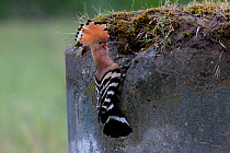 Hoopoe (Upupa epops) at nest with invertebrate prey. Hungary, May.
