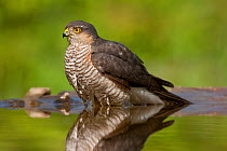 Sparrowhawk (Accipiter nisus) in water. Kiskunsagi National Park, Hungary, May.