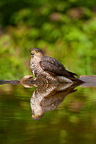 Sparrowhawk (Accipiter nisus) in water. Kiskunsagi National Park, Hungary, May.