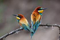 European Bee-eaters (Merops apiaster) perched back to back. Kiskunsagi National Park, Hungary, May.