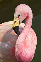 James's / Puna Flamingo (Phoenicoparrus jamesi) grooming. Captive. Endemic to the High Andes. UK, April.