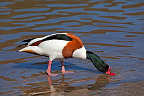 Male Common Shelduck (Tadorna tadorna) foraging in shallow water. Captive. Endemic to Europe, Central Asia. UK, March.