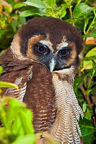 Brown Wood Owl (Strix leptogrammica) portrait. Captive. Endemic to India, China, Borneo and Indonesia. UK, May.
