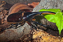 Male Hercules Beetle (Dynastes hercules hercules). Captive. Endemic to Guadeloupe, Dominica. UK, May.