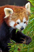Red Panda (Ailurus fulgens). Captive. Endemic to eastern Himalayas, south west China. Endangered. UK, May.