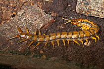 Giant Centipede (Scolopendra Sp). Captive. Endemic to south and south-east Asia. UK, May.