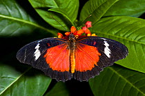 Malay Lacewing Butterfly (Cethosia hypsea). Captive. Endemic to Burma, Malaya, Indonesia. UK, June.