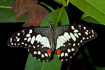 Chequered / Lime Swallowtail Butterfly (Papilio demoleus). Captive. Endemic to Thailand. UK, June.