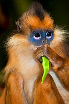 Banded Leaf Monkey / Sumatran Surili (Presbytis melalophos) feeding. Captive. Endemic to central and south Sumatra. Endangered. UK, June.