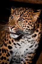 Young male North Chinese Leopard (Panthera pardus japonensis). Captive. Endemic to northern China. Endangered. UK, June.