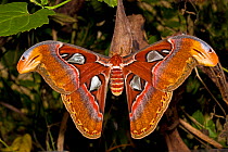 Female Atlas Moth (Attacus atlas). Captive. Endemic to south east Asia. UK, July.