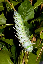 Atlas Moth larva (Attacus atlas). Captive. Endemic to south-east Asia. UK, July.