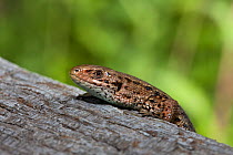 Common Lizard (Lacerta vivipara). Barnes, South London, August.