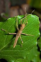 Spiny Stick Insect (Eurycantha Sp). Captive. Endemic to Indonesia. UK, September.