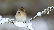 Female Chaffinch (Fringilla coelebs) perched in falling snow, cleaning its beak, feathers being ruffled by wind, Inverness-shire, Scotland, UK, December 2011