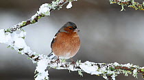 Male Chaffinch (Fringilla coelebs) perched in falling snow, feathers being ruffled by wind, Inverness-shire, Scotland, UK, December 2011