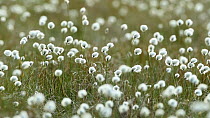 Hare's-tail cottongrass (Eriophorum vaginatum) blowing in wind, Cairngorms NP, Scotland, UK, May 2011