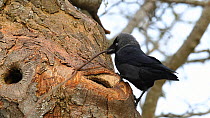 Jackdaw (Corvus monedula) pulling a very long twig into a small nest hole, Inverness-shire, Scotland, UK, April 2011